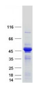 SDS-PAGE (LRPAP1-6640H).jpg